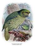 kakapo image